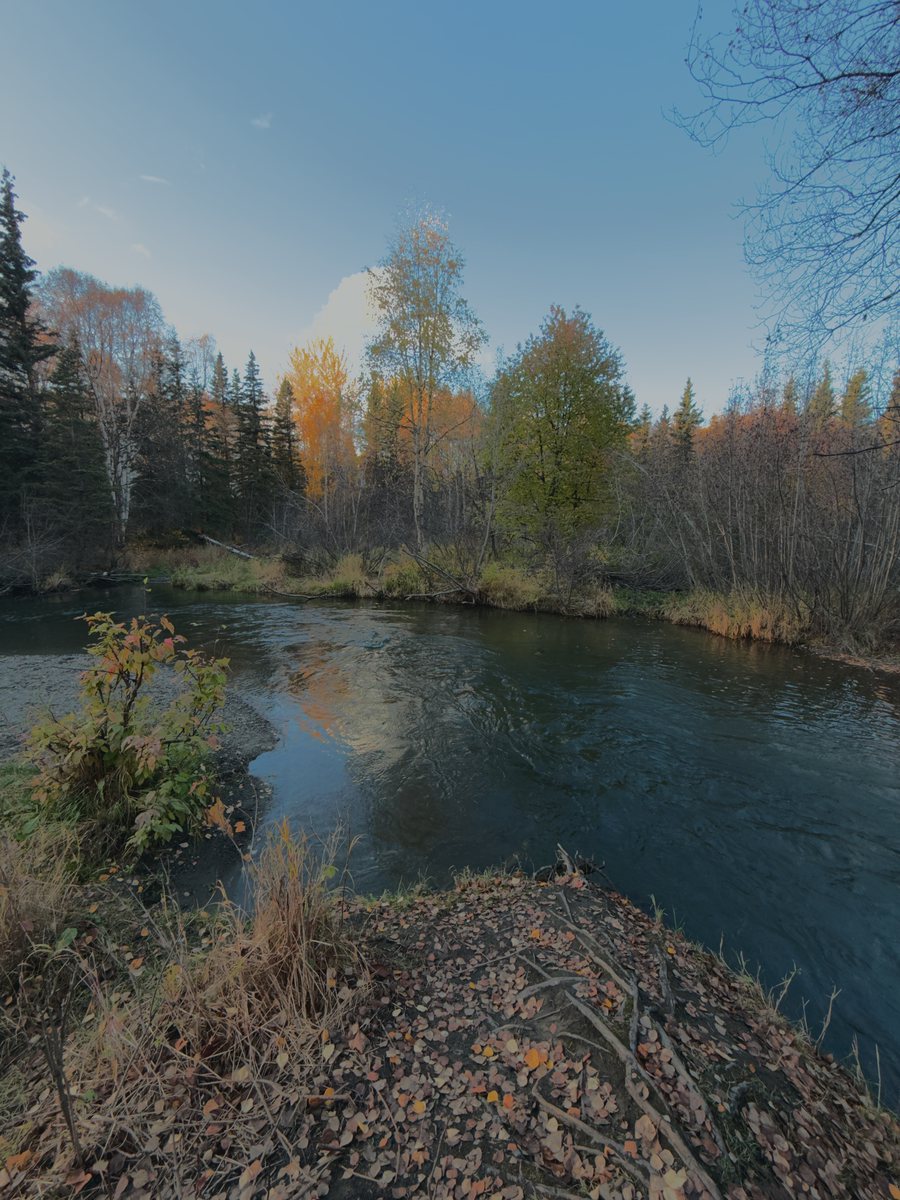 A slow river under autumn birches