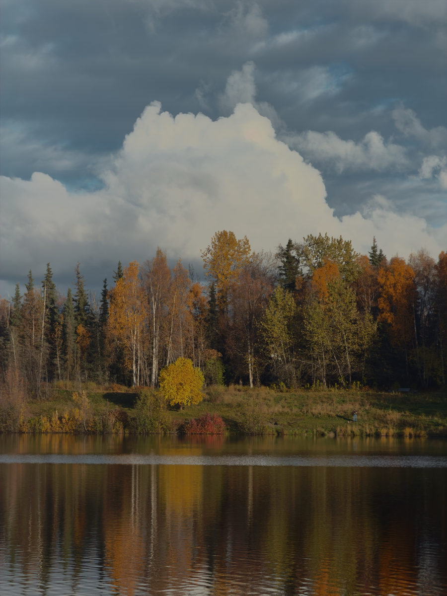 Cumulus over the treeline