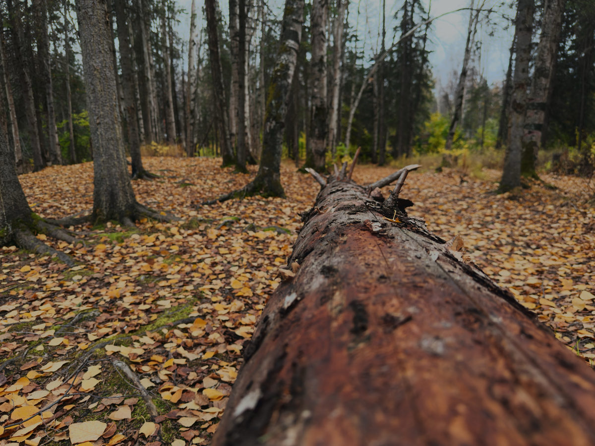 Along a fallen spruce