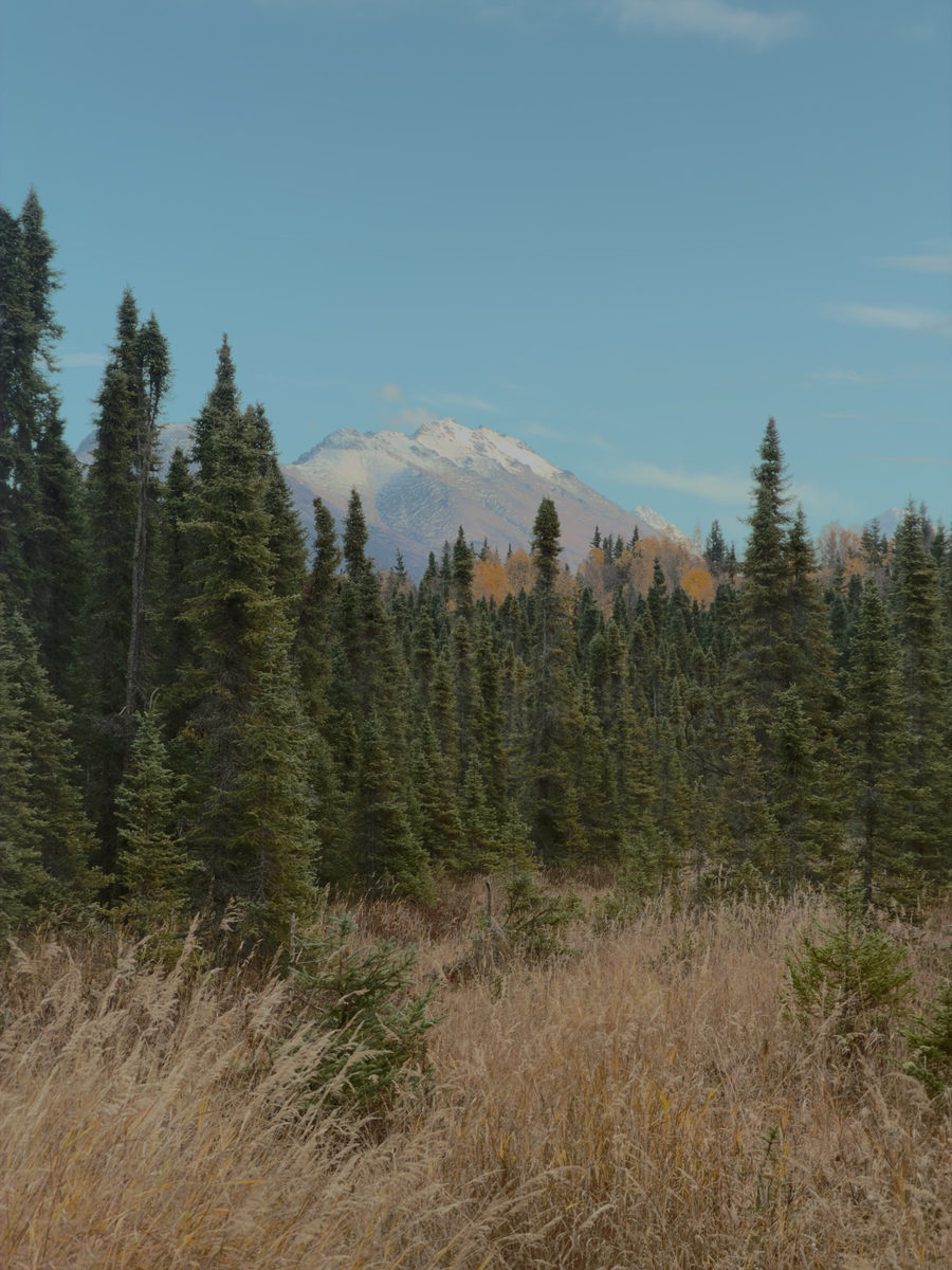 Spruce, meadow grass and a snow peak