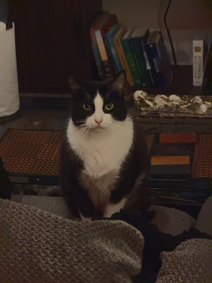 Lamplight, couch, cat